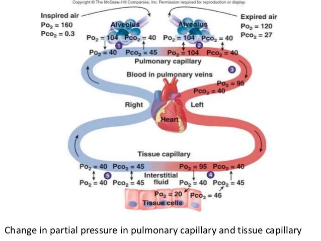 1 respiratory system