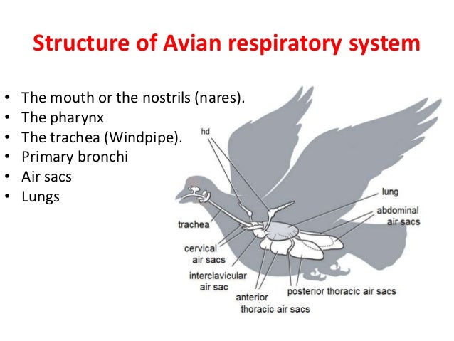 1 respiratory system