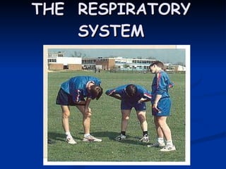 THE  RESPIRATORY SYSTEM 