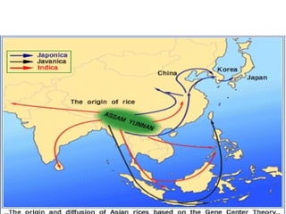1 Origin of Rice in the world | PPT