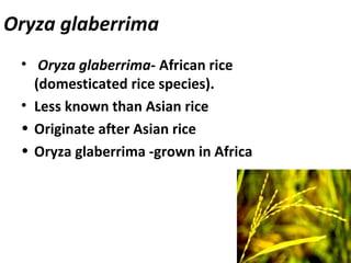 Orfa Rice 1 Origin of Rice in the world | PPT