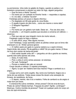 ou pormenores. Uma noite no galpão do Angico, quando os peões e um 
forasteiro conversavam e pitavam ao redor do fogo, alguém perguntou: 
— Que fim levou o Mané Tarumã? 
— Foi morto por um cunhado no Poncho Verde — respondeu o capataz. 
— E o tio dele, o Antônio Tarumã? 
Fandango pensou um pouco e depois informou: 
— Foi degolado em 68 pela gente do Joca Brabo. 
— E aquele tropeiro de olho torto... como era mesmo o nome dele? 
— O Mingote Fagundes? 
— Isso! 
— Foi morto por um gaiteiro num baile. Deixe ver... Faz uns dois anos. 
O estranho — um tropeiro paulista que escutara a conversa em silêncio — 
observou: 
— Pelo que vejo por aqui ninguém morre de morte natural... 
Fandango cuspiu no fogo e replicou: 
— É meio difícil, moço. Mas alguns morrem... 
Com Fandango, Curgo aprendeu sobre as plantas coisas que os livros não 
ensinavam e o dr. Winter parecia ignorar. 
— O melhor pasto pro gado é a grama rasteira ou o capim-mimoso. 
Capim-limão não presta. Pé-de-galinha e milhã? Só pra gado manso. E Deus 
me livre dum campo de barba-de-bode! 
— Está vendo aquele umbu ali? — perguntou um dia o gaúcho ao menino, 
quando este tinha apenas oito anos. 
— Estou. É muito lindo. 
— Pois o umbu é como certas pessoas: só estampa. 
— Por quê, Fandango? 
— Porque a madeira não vale um caracol. 
Curgo sacudiu a cabeça. O capataz prosseguiu: 
— Agora, tu quer ver madeira bem boa mesmo? Pega o cambará ou o 
angico... 
Licurgo sorriu com certo orgulho. Seu nome era Cambará; Angico era o 
nome de sua estância. Todas essas coisas lhe davam uma sensação de 
firmeza, de resistência, de força. 
— E depois, menino, não é só a madeira. Folha de cambará ou de angico é 
muito bom pra tosse. 
E ensinava-lhe outros remédios. Urinas presas? Chá de erva-de-touro. 
Prisão de ventre? Batata baririçó. Fraqueza do peito? Agrião. Lombrigas? 
Mastruço. Contra mordida de jararaca? Trazer em qualquer parte do corpo um 
toco de cipó-mil-homens. 
 
