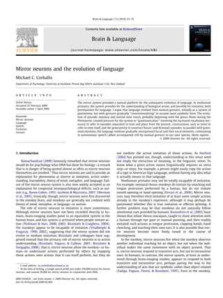 Mirror neurons and the evolution of language
Michael C. Corballis
Department of Psychology, University of Auckland, Private Bag 92019, Auckland 1142, New Zealand
a r t i c l e i n f o
Article history:
Accepted 25 February 2009
Available online 1 April 2009
Keywords:
Mirror neurons
Language
Speech
Evolution
Gesture
a b s t r a c t
The mirror system provided a natural platform for the subsequent evolution of language. In nonhuman
primates, the system provides for the understanding of biological action, and possibly for imitation, both
prerequisites for language. I argue that language evolved from manual gestures, initially as a system of
pantomime, but with gestures gradually ‘‘conventionalizing” to assume more symbolic form. The evolu-
tion of episodic memory and mental time travel, probably beginning with the genus Homo during the
Pleistocene, created pressure for the system to ‘‘grammaticalize,” involving the increased vocabulary nec-
essary to refer to episodes separated in time and place from the present, constructions such as tense to
refer to time itself, and the generativity to construct future (and ﬁctional) episodes. In parallel with gram-
maticalization, the language medium gradually incorporated facial and then vocal elements, culminating
in autonomous speech (albeit accompanied still by manual gesture) in our own species, Homo sapiens.
Ó 2009 Elsevier Inc. All rights reserved.
1. Introduction
Ramachandran (2000) famously remarked that mirror neurons
would do for psychology what DNA has done for biology—a remark
that is in danger of being quoted almost as often as mirror neurons
themselves are invoked.1
Thus mirror neurons are said to provide an
explanation for phenomena as diverse as imitation, action under-
standing, learnability, theory of mind, metaphor, and language. Fail-
ure of the mirror neuron system is also now widely accepted as an
explanation for congenital neuropsychological deﬁcits, such as aut-
ism (e.g., Baron-Cohen, 1995; Iacoboni & Mazziotta, 2007; Oberman
et al., 2005). Ironically, though, mirror neurons were ﬁrst discovered
in the monkey brain, and monkeys are generally not credited with
theory of mind, metaphor, or language—or autism.
The role of mirror neurons in imitation is more contentious.
Although mirror neurons have not been recorded directly in hu-
mans, brain-imaging studies point to an equivalent system in the
human brain, and this system is activated when people imitate ac-
tion (Nishitani & Hari, 2000, 2002; Rizzolatti & Craighero, 2004).
Yet monkeys appear to be incapable of imitation (Visalberghi &
Fragaszy, 1990, 2002), suggesting that the mirror system did not
evolve to mediate imitation. Rizzolatti and colleagues have sug-
gested instead that the primary role of mirror neurons is in action
understanding (Rizzolatti, Fogassi, & Gallese, 2001; Rizzolatti &
Sinigaglia, 2008); that is, mirror neurons allow the monkey—or hu-
man—to understand actions performed by others by mapping
those actions onto actions that it can itself perform, but they do
not mediate the actual imitation of those actions. As Hurford
(2004) has pointed out, though, understanding in this sense need
not imply the extraction of meaning, in the linguistic sense. To
know what a given action means linguistically requires an extra
step—or steps. For example, a person might easily copy the action
of a sign in American Sign Language, without having any idea what
it actually means in that language.
Nonhuman primates may not be totally incapable of imitation.
For example, neonatal rhesus monkeys do imitate lip smacking and
tongue protrusion performed by a human, but do not imitate
mouth opening or hand opening (Ferrari et al., 2006). Mirror neu-
rons may therefore elicit imitation of at least some simple actions
already in the monkey’s repertoire, although it may perhaps be
questioned whether this is true imitation or effector priming. A
further problem may be that monkeys do not naturally follow
attentional cues provided by humans. Kumashiro et al. (2003) have
shown that infant rhesus macaques, taught to share attention with
a human through eye gaze or manual pointing, and then readily
imitated such actions as tongue protrusion, clapping hands, hand
clenching, and touching their own ears. It is also possible that mir-
ror neurons become more ﬁnely tuned in the course of
development.
In the monkey, mirror neurons ﬁre when the monkey observes
another individual reaching for an object, but not when the indi-
vidual makes the same movement with no object present. That
is, mirror neurons respond to transitive acts, but not to intransitive
ones. In humans, in contrast, the mirror system, at least as under-
stood through brain-imaging studies, appears to respond to both
transitive and intransitive acts, perhaps paving the way to the
understanding of acts that are symbolic rather than object-related
(Fadiga, Fogassi, Pavesi, & Rizzolatti, 1995). Even in the monkey,
0093-934X/$ - see front matter Ó 2009 Elsevier Inc. All rights reserved.
doi:10.1016/j.bandl.2009.02.002
E-mail address: m.corballis@auckland.ac.nz
1
At the time of writing, a Google search yields just under 250,000 entries for mirror
neurons, and around 39,000 for mirror neurons in conjunction with DNA.
Brain & Language 112 (2010) 25–35
Contents lists available at ScienceDirect
Brain & Language
journal homepage: www.elsevier.com/locate/b&l
 