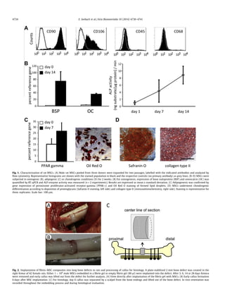 4734 E. Seebach et al. / Acta Biomaterialia 10 (2014) 4730–4741 
Fig. 1. Characterization of rat MSCs. (A) Male rat MSCs pooled from three donors were expanded for two passages, labelled with the indicated antibodies and analyzed by 
flow cytometry. Representative histograms are shown with the stained population in black and the respective controls (no primary antibody) as grey lines. (B–D) MSCs were 
subjected to osteogenic (B), adipogenic (C) or chondrogenic conditions (D) for 2 weeks. (B) For osteogenesis, expression of bone sialoprotein (BSP) and osteocalcin (OC) was 
quantified by RT-qPCR and ALP-enzyme activity was measured (n = 2 experiments). Results are expressed as mean ± standard deviation. (C) Adipogenesis was confirmed by 
gene expression of peroxisome proliferator-activated receptor-gamma (PPAR-c) and Oil Red O staining of formed lipid droplets. (D) MSCs underwent chondrogenic 
differentiation according to deposition of proteoglycans (Safranin O staining, left side) and collagen type II (immunohistochemistry, right side). Staining is representative for 
three replicates. Scale bar: 100 lm. 
Fig. 2. Implantation of fibrin–MSC composites into long bone defects in rats and processing of callus for histology. A plate-stabilized 2 mm bone defect was created in the 
right femur of 42 female rats. Either 1  106 male MSCs embedded in a fibrin gel or empty fibrin gel (80 ll) were implanted into the defect. After 3, 6, 14 or 28 days femora 
were removed and early callus was lifted out from the defect for further analysis. (A) View directly after implantation of the fibrin gel with MSCs. (B) Early callus formation 
6 days after MSC implantation. (C) For histology, day 6 callus was separated by a scalpel from the bone endings and lifted out of the bone defect. In vivo orientation was 
recorded throughout the embedding process and during histological evaluation. 
 