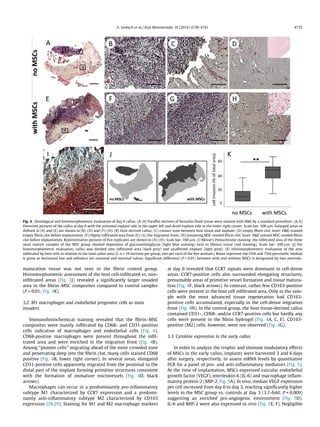 E. Seebach et al. / Acta Biomaterialia 10 (2014) 4730–4741 4735 
Fig. 3. Histological and histomorphometric evaluation of day 6 callus. (A–H) Paraffin sections of formalin-fixed tissue were stained with HE by a standard procedure. (A, E) 
Overview pictures of the callus at day 6 with the proximal explant side in the upper left and distal explant side in the lower right corner. Scale bar: 500 lm. Enlarged areas as 
defined in (A) and (E) are shown in (B)–(D) and (F)–(H). (B) Host-derived callus; (C) contact zone between host tissue and implant; (D) empty fibrin clot. Inset: HE-stained 
empty fibrin clot before implantation. (F) Highly infiltrated area from (E); (G) the migration front; (H) remaining MSC-seeded fibrin clot. Inset: HE stained MSC-seeded fibrin 
clot before implantation. Representative pictures of five replicates are shown in (A)–(H). Scale bar: 100 lm. (I) Movat’s Pentachrome staining: the infiltrated area of the three 
most mature samples of the MSC group showed deposition of glycosaminoglycan (light blue staining) next to fibrous tissue (red staining). Scale bar: 200 lm. (J) For 
histomorphometric evaluation, callus was divided into infiltrated area (dark grey) and unaffected implant (light grey). (K) Histomorphometric evaluation of the area 
infiltrated by host cells in relation to the total callus area (%, n = 10 sections per group, two per each of the five animals). Boxes represent the 25th and 75th percentile, median 
is given as horizontal line and whiskers are maximal and minimal values. Significant difference (P  0.01) between with and without MSCs is designated by two asterisks. 
maturation tissue was not seen in the fibrin control group. 
Histomorphometric assessment of the host cell-infiltrated vs. non-infiltrated 
areas (Fig. 3J) revealed a significantly larger invaded 
area in the fibrin–MSC composites compared to control samples 
(P = 0.01; Fig. 3K). 
3.2. M1 macrophages and endothelial progenitor cells as main 
invaders 
Immunohistochemical staining revealed that the fibrin–MSC 
composites were mainly infiltrated by CD68- and CD31-positive 
cells indicative of macrophages and endothelial cells (Fig. 4). 
CD68-positive macrophages were present throughout the infil-trated 
area and were enriched in the migration front (Fig. 4B). 
Among ‘‘pioneer cells’’ migrating ahead of the more crowded zone 
and penetrating deep into the fibrin clot, many cells stained CD68 
positive (Fig. 4B, lower right corner). In several areas, elongated 
CD31-positive cells apparently migrated from the proximal to the 
distal part of the implant forming primitive structures consistent 
with the formation of immature microvessels (Fig. 4D, black 
arrows). 
Macrophages can occur in a predominantly pro-inflammatory 
subtype M1 characterized by CCR7 expression and a predomi-nantly 
anti-inflammatory subtype M2 characterized by CD163 
expression [28,29]. Staining for M1 and M2 macrophage markers 
at day 6 revealed that CCR7 signals were dominant in cell-dense 
areas. CCR7-positive cells also surrounded elongating structures, 
presumably areas of primitive vessel formation and tissue matura-tion 
(Fig. 4F, black arrows). In contrast, rather few CD163-positive 
cells were present in the host cell infiltrated area. Only in the sam-ple 
with the most advanced tissue regeneration had CD163- 
positive cells accumulated, especially in the cell-dense migration 
front (Fig. 4H). In the control group, the host tissue-derived callus 
contained CD31-, CD68- and/or CCR7-positive cells but hardly any 
cells were present in the fibrin hydrogel (Fig. 4A, C, E). CD163- 
positive (M2) cells, however, were not observed (Fig. 4G). 
3.3. Cytokine expression in the early callus 
In order to analyze the trophic and immune modulatory effects 
of MSCs in the early callus, implants were harvested 3 and 6 days 
after surgery, respectively, to assess mRNA levels by quantitative 
PCR for a panel of pro- and anti-inflammatory mediators (Fig. 5). 
At the time of implantation, MSCs expressed vascular endothelial 
growth factor (VEGF), interleukin-6 (IL-6) and macrophage inflam-matory 
protein-2 (MIP-2, Fig. 5A). In vivo, median VEGF expression 
per cell increased from day 0 to day 3, reaching significantly higher 
levels in the MSC group vs. controls at day 3 (3.7-fold; P = 0.009) 
suggesting an enriched pro-angiogenic environment (Fig. 5D). 
IL-6 and MIP-2 were also expressed in vivo (Fig. 5E, F). Negligible 
 