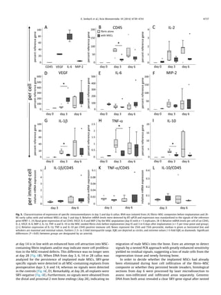 E. Seebach et al. / Acta Biomaterialia 10 (2014) 4730–4741 4737 
Fig. 5. Characterization of expression of specific immunomediators in day 3 and day 6 callus. RNA was isolated from (A) fibrin–MSC composites before implantation and (B– 
M) early callus with and without MSCs at day 3 and day 6. Relative mRNA levels were detected by RT-qPCR and expression was standardized to the signals of the reference 
gene HPRT-1. (A) Basal gene expression of rat CD45, VEGF, IL-6 and MIP-2 by the MSC-population (day 0) with n = 5 replicates. (B–I) Relative mRNA levels per cell of rat CD45, 
IL-2, VEGF, IL-6, MIP-2, IL-1b, TNF-a and IL-10 in the MSC-seeded fibrin clots before implantation (day 0) and 3 or 6 days after implantation (n = 5 per time-point and group). 
(J–L) Relative expression of IL-1b, TNF-a and IL-10 per CD45-positive immune cell. Boxes represent the 25th and 75th percentile, median is given as horizontal line and 
whiskers are maximal and minimal values. Outliers (1.5- to 3-fold interquartile range, IQR) are depicted as circles, and extreme values (3-fold IQR) as diamonds. Significant 
differences (P  0.05) between groups are designated by an asterisk. 
at day 14 is in line with an enhanced host cell attraction into MSC-containing 
fibrin implants and/or may indicate more cell prolifera-tion 
in the MSC-treated defects. This difference was no longer seen 
at day 28 (Fig. 6B). When DNA from day 3, 6, 14 or 28 callus was 
analyzed for the persistence of implanted male MSCs, SRY-gene 
specific signals were detected in all MSC-containing explants from 
postoperative days 3, 6 and 14, whereas no signals were detected 
in the controls (Fig. 6C, D). Remarkably, at day 28, all explants were 
SRY-negative (Fig. 6E). Furthermore, no signals were obtained from 
the distal and proximal 2 mm bone endings (day 28), indicating no 
migration of male MSCs into the bone. Even an attempt to detect 
signals by a nested PCR approach with greatly enhanced sensitivity 
yielded no residual signals, suggesting a loss of male cells from the 
regeneration tissue and newly forming bone. 
In order to decide whether the implanted MSCs had already 
been eliminated during host cell infiltration of the fibrin–MSC 
composite or whether they persisted beside invaders, histological 
sections from day 6 were processed by laser microdissection to 
assess non-infiltrated and infiltrated areas separately. Genomic 
DNA from both areas revealed a clear SRY-gene signal after nested 
 