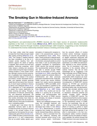 The Smoking Gun in Nicotine-Induced Anorexia
Marcelo Rubinstein1,2,* and Malcolm J. Low3,4,5,*
1Instituto de Investigaciones en Ingenierı´a Gene´ tica y Biologı´a Molecular, Consejo Nacional de Investigaciones Cientı´ﬁcas y Te´ cnicas,
Buenos Aires C1428ADN, Argentina
2Departamento de Fisiologı´a, Biologı´a Molecular y Celular, Facultad de Ciencias Exactas y Naturales, Universidad de Buenos Aires,
Buenos Aires C1428EGA, Argentina
3Department of Molecular and Integrative Physiology
4Department of Internal Medicine
5Brehm Center for Diabetes Research
University of Michigan, Ann Arbor, MI 48109, USA
*Correspondence: mrubins@dna.uba.ar (M.R.), mjlow@umich.edu (M.J.L.)
DOI 10.1016/j.cmet.2011.07.006
Hypothalamic pro-opiomelanocortin (POMC) neurons are the major source of anorectic melanocortin
peptides in the brain. A recent study (Mineur et al., 2011) demonstrates that nicotine directly stimulates
arcuate POMC neurons through nicotinic acetylcholinergic a3b4 receptors, suggesting a new mechanism
to understand the inverse relationship between tobacco smoking and body weight.
It has been widely noted that people
increase their food intake and gain weight
after quitting smoking (Williamson et al.,
1991). This change in feeding behavior
has been considered to be due to in-
creased anxiety resulting from self-
restraint against the desire of lighting
a cigarette. Both nicotine and food have
powerful reinforcing properties, which
make tobacco smoking and excessive
caloric intake among the major increasing
medical burdens in most modern socie-
ties. Although nicotine and the consump-
tion of palatable food independently in-
crease dopamine release in the nucleus
accumbens, nicotine decreases food in-
take, and cigarette smokers generally
weigh less and are leaner than nonsmok-
ers. A recent report published in Science
by Mineur and colleagues (Mineur et al.,
2011) elaborates on a new perspective
to explain the inverse relationship be-
tween smoking and eating. Through a
combination of molecular, pharmacolog-
ical, and behavioral approaches, the
authors provide evidence demonstrating
that nicotine diminishes food intake by
stimulating receptors that are located on
POMC neurons, which play a fundamental
role in modulating satiety.
A decade ago it was shown that the
adipostatic hormone leptin is able to
increase the activity of a group of neurons
present in the arcuate nucleus of the
hypothalamus that express the pro-opio-
melanocortin gene (Pomc) (Cowley et al.,
2001). POMC encodes a prohormone that
gives rise to a-, b-, and g-melanocortins
that act as potent satiety signals upon
stimulation of melanocortin receptors lo-
cated in the paraventricular nucleus of
the hypothalamus (Cone, 2005). Thus,
leptin, mainly produced in adipose tissue,
acts as a peripheral hormone that enters
into the brain, carrying the ability to control
food intake, in part, by stimulating leptin
receptors expressed on hypothalamic
POMC neurons that promote anorexia.
The neurotransmitter serotonin (5-HT) is
also able to activate arcuate POMC
neurons via stimulation of 5-HT2C recep-
tors (Heisler et al., 2002), a discovery that
helped to explain the anorectic effects of
D-fenﬂuramine and other previously
prescribed amphetamine-like molecules.
POMC neurons also receive inhibitory
signals from nearby neurons expressing
neuropeptide Y (NPY) and GABA, which
in turn are stimulated or inhibited by the
gut peptides ghrelin and PYY3-36, respec-
tively (Batterham et al., 2002; Cowley
et al., 2001). Thus, nicotine can now be
added to a growing list of hormones,
peptides, and neurotransmitters that
regulate the activity of POMC neurons
and, ultimately, the release of anorectic
melanocortins (Figure 1).
Mineur and colleagues showed in their
study that prolonged treatment with
nicotine or the a3b4 agonist cytisine
decreased food intake in mice (Mineur
et al., 2011). Mecamylamine, a nicotinic
antagonist that crosses the blood-brain
barrier, blocked these effects, while hexa-
methonium, which is excluded from the
brain, was ineffective, indicating that
nicotine’s anorectic action occurs in the
central nervous system. Conﬁrmation
that the anorectic effects of nicotine
involved central cholinergic receptors
harboring b4 subunits was provided by
an elegant experiment performed with
an adeno-associated virus (AAV) express-
ing short hairpin inhibitory RNA targeted
speciﬁcally to b4 mRNA and stereotacti-
cally delivered to the ventral hypothal-
amus. The b4 knockdown mice were
insensitive to the anorectic effects of
cytisine; however, they did not show
hyperphagia per se, suggesting a low
basal cholinergic tone on POMC neurons.
The authors then showed that a3b4
acetylcholine (ACh) receptors are local-
ized within the somatodendritic portion
of POMC neurons. Although laser capture
microdissection of POMC-GFP neurons
followed by RT-PCR can sometimes
amplify false positive mRNAs from con-
taminating nearby cells, the electrophysi-
ological data provided deﬁnitive proof
that nicotine and cytisine are able
to depolarize membrane potential and
strongly increase action potential
frequency of POMC-GFP neurons. The
authors showed that the nicotinic receptor
antagonist mecamylamine had no effect
on the spontaneous activity of POMC
neurons, but surprisingly, they did not
use this drug to block the depolarizing
effects of nicotine or cytisine or report
the percentage of POMC neurons studied
that were excited by the agonists. In an
effort to demonstrate in vivo that nico-
tine-induced satiety involved activation
of POMC neurons and release of melano-
cortin peptides, the authors showed that
POMC knockout mice were insensitive to
Cell Metabolism 14, August 3, 2011 ª2011 Elsevier Inc. 145
Cell Metabolism
Previews
 