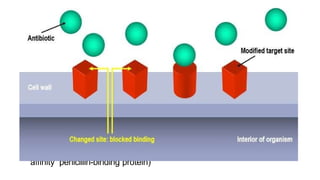  Resistance Due to Reduced Affinity of Drug to Altered Target
Structure :-
• A reduced affinity of drug for its target or the enzyme that
converts the prodrug to active drug. Such alterations may be due to
 Mutation of the natural target (e.g., fluoroquinolone resistance)
Target modification (e.g., ribosomal protection type of resistance
to macrolides and tetracyclines)
Acquisition of a resistant form of the native, susceptible target (e.g.,
staphylococcal methicillin resistance caused by production of a low-
affinity penicillin-binding protein)
 