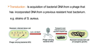 Transduction - Is acquisition of bacterial DNAfrom a phage that
has incorporated DNAfrom a previous resistant host bacterium.
e.g. strains of S. aureus.
 