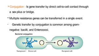 Conjugation - Is gene transfer by direct cell-to-cell contact through
a sex pilus or bridge.
• Multiple resistance genes can be transferred in a single event.
• Genetic transfer by conjugation is common among gram-
negative bacilli, and Enterococci.
 