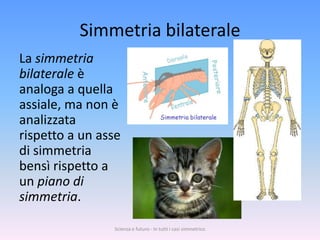 Simmetria bilaterale
La simmetria
bilaterale è
analoga a quella
assiale, ma non è
analizzata
rispetto a un asse
di simmetria
bensì rispetto a
un piano di
simmetria.

                Scienza e futuro - In tutti i casi simmetrico
 