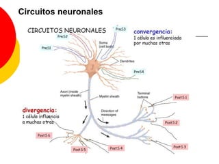Sinapsis químicas: eliminación del NTMientras el NT esté unido a su receptor se está produciendo el potencial (PEPS o PIPS), por tanto es necesario eliminar el NT ¿Cómo?:Recaptación a la terminacion nerviosa presinaptica mediante transporte activo 2º (NT no peptídicos). 