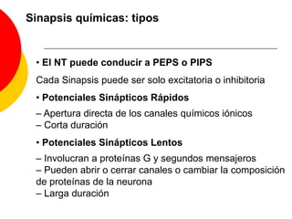 Distancia entre membrana pre y postsináptica: 20-40 nmSinapsis químicasLiberación del NT:Llega el potencial de acción a la terminación presináptica.Activación de canales de Ca+2 voltaje dependientes.El aumento del Ca+2 citosólico provoca la fusión con la MP de las vesículas de secreción preexistentes que contienen el NT.Las vesículas liberan el NT a la hendidura sináptica (exocitosis).Difusión del NT.Unión a receptores postsinápticos.Apertura de canales iónicos (Na+, K+ o Cl-): despolarización o hiperpolarización.Potencial de acción postsináptico.