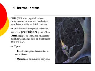1. Introducción Sinapsis: zona especializada de contacto entre las neuronas donde tiene lugar la transmisión de la información. -> zona de contacto especializada entre una célulapresináptica y una célula postsináptica (nerviosa, muscular o glandular), siendo el flujo de información de la 1ª a la 2ª. -> Tipos: ,[object Object]
