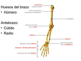 Sistema Esquelético
         Divisiones del esqueleto

• Esqueleto Axial
Cráneo y cara           28
Hueso hioides         ...