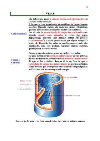 10
VVEEIIAASS
Características:
São tubos nos quais o sangue circula centripetamente em
relação com o coração.
A forma varia de acordo com a quantidade de sangue em seu
interior. Quando cheias são mais ou menos cilíndricas,
quando pouco cheias ou mesmo vazias são achatadas.
Em virtude da menor tensão de sangue em seu interior e de
possuir paredes mais delgadas, as veias são muito
depressíveis, podendo suas paredes entrar em contato
(“colabamento”) e assim permanecer por algum tempo. O
poder de distensão das veias no sentido transversal é tão
acentuado, que elas podem, segundo alguns autores,
quintuplicar o seu diâmetro.
Forma e
Calibre:
Possuem grande, médio, pequeno calibre, e vênulas.
De uma forma geral, possuem calibre maior que as artérias
de mesmo tamanho, assim como seu número é muito maior
do que o das artérias. Isto se deve ao fato de que a
velocidade do sangue nas veias é menor do que nas artérias,
tendo as veias que transportar um volume de sangue igual às
artérias em um mesmo espaço de tempo.
Ilustração de uma veia, com suas divisões internas e a válvula venosa.
 