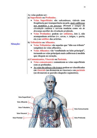 11
Situação:
As veias podem ser:
a) Superficiais ou Profundas.
 Veias Superficiais: são subcutâneas, visíveis com
freqüência por transparência na pele, mais calibrosas
nos membros e no pescoço. Drenam o sangue da
circulação cutânea e servem também como via de
descarga auxiliar da circulação profunda.
 Veias Profundas: podem ser solitárias, isto é, não
acompanham artérias (vv. cavas, v. ázigos, v. porta,
etc.) ou satélites das artérias.
b) Tributárias ou Afluentes.
 Veias Tributárias: são aquelas que “dão seu tributo”
sangüíneo às veias afluentes.
 Veias Afluentes: vão “confluindo no leito principal”,
tornando as veias principais mais calibrosas à medida
que chegam ao coração.
c) Comunicantes, Viscerais ou Parietais.
 Veias comunicantes: comunicam as veias superficiais
com as profundas.
 As veias da cabeça e do tronco podem ser classificadas
em viscerais (ao drenarem as vísceras) e em parietais
(ao drenarem as paredes daqueles segmentos).
Veia Profunda
Veia Superficial
Veia Tributária
Veia Afluente
Veia Comunicante
Veia Visceral
Veia Parietal
 