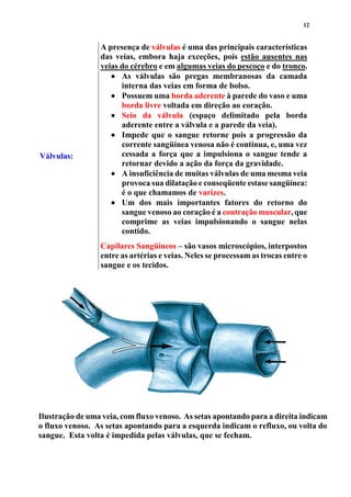 12
Válvulas:
A presença de válvulas é uma das principais características
das veias, embora haja exceções, pois estão ausentes nas
veias do cérebro e em algumas veias do pescoço e do tronco.
 As válvulas são pregas membranosas da camada
interna das veias em forma de bolso.
 Possuem uma borda aderente à parede do vaso e uma
borda livre voltada em direção ao coração.
 Seio da válvula (espaço delimitado pela borda
aderente entre a válvula e a parede da veia).
 Impede que o sangue retorne pois a progressão da
corrente sangüínea venosa não é contínua, e, uma vez
cessada a força que a impulsiona o sangue tende a
retornar devido a ação da força da gravidade.
 A insuficiência de muitas válvulas de uma mesma veia
provoca sua dilatação e conseqüente estase sangüínea:
é o que chamamos de varizes.
 Um dos mais importantes fatores do retorno do
sangue venoso ao coração é a contração muscular, que
comprime as veias impulsionando o sangue nelas
contido.
Capilares Sangüíneos – são vasos microscópios, interpostos
entre as artérias e veias. Neles se processam as trocas entre o
sangue e os tecidos.
Ilustração de uma veia, com fluxo venoso. As setas apontando para a direita indicam
o fluxo venoso. As setas apontando para a esquerda indicam o refluxo, ou volta do
sangue. Esta volta é impedida pelas válvulas, que se fecham.
 