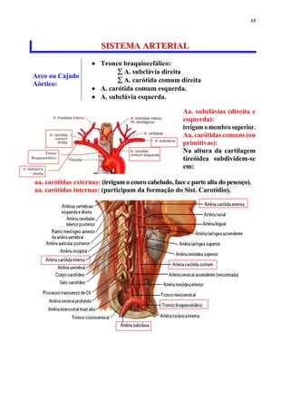 13
SSIISSTTEEMMAA AARRTTEERRIIAALL
Arco ou Cajado
Aórtico:
 Tronco braquiocefálico:
 A. subclávia direita
 A. carótida comum direita
 A. carótida comum esquerda.
 A. subclávia esquerda.
Aa. subclávias (direita e
esquerda):
irrigam o membro superior.
Aa. carótidas comuns (ou
primitivas):
Na altura da cartilagem
tireóidea subdividem-se
em:
aa. carótidas externas: (irrigam o couro cabeludo, face e parte alta do pescoço).
aa. carótidas internas: (participam da formação do Sist. Carotídio).
Tronco
Braquiocefálico
A. Subclávia
direita
 