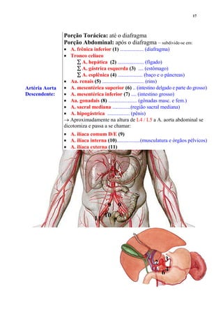 17
Artéria Aorta
Descendente:
Porção Torácica: até o diafragma
Porção Abdominal: após o diafragma – subdivide-se em:
 A. frênica inferior (1) .................. (diafragma)
 Tronco celíaco
 A. hepática (2) .................... (fígado)
 A. gástrica esquerda (3) .... (estômago)
 A. esplênica (4) ................... (baço e o pâncreas)
 Aa. renais (5) ................................ (rins)
 A. mesentérica superior (6) .. (intestino delgado e parte do grosso)
 A. mesentérica inferior (7) .... (intestino grosso)
 Aa. gonadais (8) ...................... (gônadas masc. e fem.)
 A. sacral mediana ..............(região sacral mediana)
 A. hipogástrica ................. (pênis)
 Aproximadamente na altura de L4 / L5 a A. aorta abdominal se
dicotomiza e passa a se chamar:
 A. ilíaca comum D/E (9)
 A. ilíaca interna (10)..................(musculatura e órgãos pélvicos)
 A. ilíaca externa (11)
1
2
3
4
5
6
7
8
9 9
1011
 