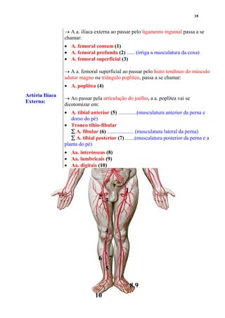 18
Artéria Ilíaca
Externa:
 A a. ilíaca externa ao passar pelo ligamento inguinal passa a se
chamar:
 A. femoral comum (1)
 A. femoral profunda (2) ...... (irriga a musculatura da coxa)
 A. femoral superficial (3)
 A a. femoral superficial ao passar pelo hiato tendíneo do músculo
adutor magno ou triângulo poplíteo, passa a se chamar:
 A. poplítea (4)
 Ao passar pela articulação do joelho, a a. poplítea vai se
dicotomizar em:
 A. tibial anterior (5) ..............(musculatura anterior da perna e
dorso do pé)
 Tronco tibio-fibular
 A. fibular (6) .................... (musculatura lateral da perna)
 A. tibial posterior (7) .......(musculatura posterior da perna e a
planta do pé)
 Aa. interósseas (8)
 Aa. lumbricais (9)
 Aa. digitais (10)
1
2
3
4
5
6 7
8,9
10
 