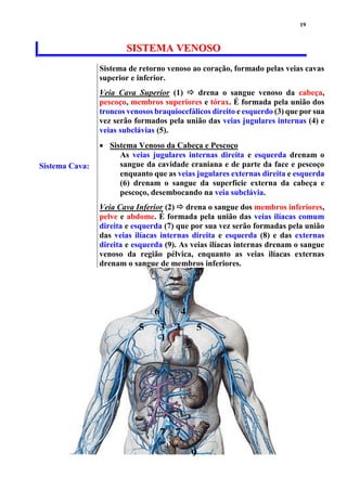 19
SSIISSTTEEMMAA VVEENNOOSSOO
Sistema Cava:
Sistema de retorno venoso ao coração, formado pelas veias cavas
superior e inferior.
Veia Cava Superior (1)  drena o sangue venoso da cabeça,
pescoço, membros superiores e tórax. É formada pela união dos
troncos venosos braquiocefálicos direito e esquerdo (3) que por sua
vez serão formados pela união das veias jugulares internas (4) e
veias subclávias (5).
 Sistema Venoso da Cabeça e Pescoço
As veias jugulares internas direita e esquerda drenam o
sangue da cavidade craniana e de parte da face e pescoço
enquanto que as veias jugulares externas direita e esquerda
(6) drenam o sangue da superfície externa da cabeça e
pescoço, desembocando na veia subclávia.
Veia Cava Inferior (2)  drena o sangue dos membros inferiores,
pelve e abdome. É formada pela união das veias ilíacas comum
direita e esquerda (7) que por sua vez serão formadas pela união
das veias ilíacas internas direita e esquerda (8) e das externas
direita e esquerda (9). As veias ilíacas internas drenam o sangue
venoso da região pélvica, enquanto as veias ilíacas externas
drenam o sangue de membros inferiores.
9
1
2
9
8
7 7
33
46
55
 