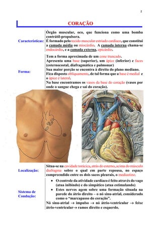 2
CCOORRAAÇÇÃÃOO
Características:
Órgão muscular, oco, que funciona como uma bomba
contrátil-propulsora.
É formado pelo tecido muscular estriado cardíaco, que constitui
a camada média ou miocárdio. A camada interna chama-se
endocárdio, e a camada externa, epicárdio.
Forma:
Tem a forma aproximada de um cone truncado.
Apresenta uma base (superior), um ápice (inferior) e faces
(esternocostal, diafragmática e pulmonar)
Sua maior porção se encontra à direita do plano mediano.
Fica disposto obliquamente, de tal forma que a base é medial e
o ápice é lateral.
Na base encontramos os vasos da base do coração (vasos por
onde o sangue chega e sai do coração).
Localização:
Situa-se na cavidade torácica, atrás do esterno, acima do músculo
diafragma sobre o qual em parte repousa, no espaço
compreendido entre os dois sacos pleurais, o mediastino.
Sistema de
Condução:
 O controle da atividade cardíaco é feito através do vago
(atua inibindo) e do simpático (atua estimulando)
 Estes nervos agem sobre uma formação situada na
parede do átrio direito – o nó sinu-atrial, considerado
como o “marcapasso do coração”.
Nó sinu-atrial  impulso  nó átrio-ventricular  feixe
átrio-ventricular ramos direito e esquerdo.
 