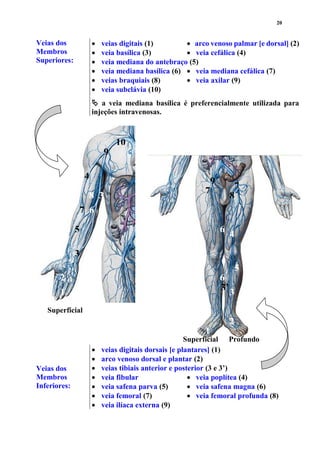 20
Veias dos
Membros
Superiores:
 veias digitais (1)  arco venoso palmar [e dorsal] (2)
 veia basílica (3)  veia cefálica (4)
 veia mediana do antebraço (5)
 veia mediana basílica (6)  veia mediana cefálica (7)
 veias braquiais (8)  veia axilar (9)
 veia subclávia (10)
 a veia mediana basílica é preferencialmente utilizada para
injeções intravenosas.
Veias dos
Membros
Inferiores:
 veias digitais dorsais [e plantares] (1)
 arco venoso dorsal e plantar (2)
 veias tibiais anterior e posterior (3 e 3’)
 veia fibular  veia poplítea (4)
 veia safena parva (5)  veia safena magna (6)
 veia femoral (7)  veia femoral profunda (8)
 veia ilíaca externa (9)
3
5
67
4
38
9
10
1
2
1
2
3
3’
4
5
6
6
7
7
8
9
Superficial
Superficial Profundo
 