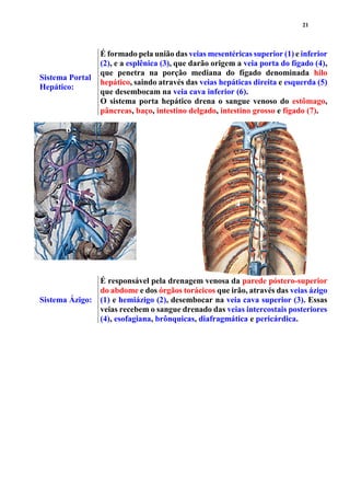 21
Sistema Portal
Hepático:
É formado pela união das veias mesentéricas superior (1) e inferior
(2), e a esplênica (3), que darão origem a veia porta do fígado (4),
que penetra na porção mediana do fígado denominada hilo
hepático, saindo através das veias hepáticas direita e esquerda (5)
que desembocam na veia cava inferior (6).
O sistema porta hepático drena o sangue venoso do estômago,
pâncreas, baço, intestino delgado, intestino grosso e fígado (7).
Sistema Ázigo:
É responsável pela drenagem venosa da parede póstero-superior
do abdome e dos órgãos torácicos que irão, através das veias ázigo
(1) e hemiázigo (2), desembocar na veia cava superior (3). Essas
veias recebem o sangue drenado das veias intercostais posteriores
(4), esofagiana, brônquicas, diafragmática e pericárdica.
1
1
2
2
3
4
412
3
4
5
6
7
 