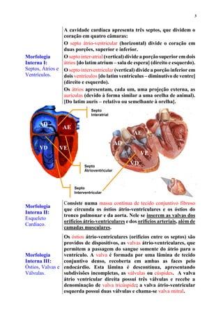 3
Morfologia
Interna I:
Septos, Átrios e
Ventrículos.
A cavidade cardíaca apresenta três septos, que dividem o
coração em quatro câmaras:
O septo átrio-ventricular (horizontal) divide o coração em
duas porções, superior e inferior.
O septo inter-atrial (vertical) divide a porção superior em dois
átrios [do latim atrium – sala de espera] (direito e esquerdo).
O septo interventricular (vertical) divide a porção inferior em
dois ventrículos [do latim ventrículus – diminutivo de ventre]
(direito e esquerdo).
Os átrios apresentam, cada um, uma projeção externa, as
aurículas (devido à forma similar a uma orelha de animal).
[Do latim auris – relativo ou semelhante à orelha].
Morfologia
Interna II:
Esqueleto
Cardíaco.
Consiste numa massa contínua de tecido conjuntivo fibroso
que circunda os óstios átrio-ventriculares e os óstios do
tronco pulmonar e da aorta. Nele se inserem as valvas dos
orifícios átrio-ventriculares e dos orifícios arteriais, além de
camadas musculares.
Morfologia
Interna III:
Óstios, Valvas e
Válvulas.
Os óstios átrio-ventriculares (orifícios entre os septos) são
providos de dispositivos, as valvas átrio-ventriculares, que
permitem a passagem do sangue somente do átrio para o
ventrículo. A valva é formada por uma lâmina de tecido
conjuntivo denso, recoberta em ambas as faces pelo
endocárdio. Esta lâmina é descontínua, apresentando
subdivisões incompletas, as válvulas ou cúspides. A valva
átrio ventricular direita possui três válvulas e recebe a
denominação de valva tricúspide; a valva átrio-ventricular
esquerda possui duas válvulas e chama-se valva mitral.
Septo
Átrioventricular
Septo
Interventricular
Septo
Interatrial
AD
AE
VD VE
AD
AE
VD
VE
 