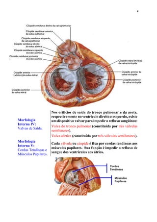 4
Morfologia
Interna IV:
Valvas de Saída.
Nos orifícios de saída do tronco pulmonar e da aorta,
respectivamente no ventrículo direito e esquerdo, existe
um dispositivo valvar para impedir o refluxo sangüíneo:
Valva do tronco pulmonar (constituída por três válvulas
semilunares).
Valva aórtica (constituída por três válvulas semilunares).
Morfologia
Interna V:
Cordas Tendíneas e
Músculos Papilares.
Cada válvula ou cúspide é fixa por cordas tendíneas aos
músculos papilares. Sua função é impedir o refluxo de
sangue dos ventrículos aos átrios.
Cordas
Tendíneas
Músculos
Papilares
 