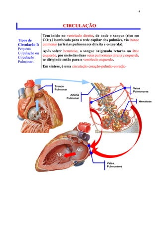 6
CCIIRRCCUULLAAÇÇÃÃOO
Tipos de
Circulação I:
Pequena
Circulação ou
Circulação
Pulmonar.
Tem início no ventrículo direito, de onde o sangue (rico em
CO) é bombeado para a rede capilar dos pulmões, via tronco
pulmonar (artérias pulmonares direita e esquerda).
Após sofrer hematose, o sangue oxigenado retorna ao átrio
esquerdo, por meio das duas veias pulmonares direita e esquerda,
se dirigindo então para o ventrículo esquerdo.
Em síntese, é uma circulação coração-pulmão-coração.
VD
Tronco
Pulmonar
Artéria
Pulmonar
Hematose
Veias
Pulmonares
AE
VE
Veias
Pulmonares
 