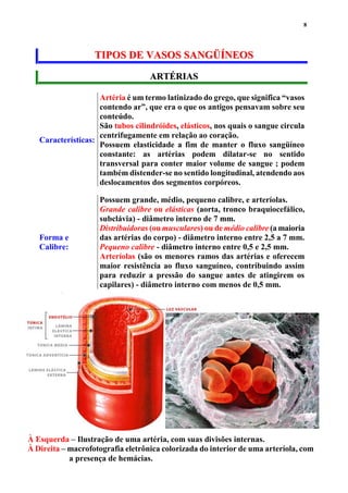 8
TTIIPPOOSS DDEE VVAASSOOSS SSAANNGGÜÜÍÍNNEEOOSS
AARRTTÉÉRRIIAASS
Características:
Artéria é um termo latinizado do grego, que significa “vasos
contendo ar”, que era o que os antigos pensavam sobre seu
conteúdo.
São tubos cilindróides, elásticos, nos quais o sangue circula
centrifugamente em relação ao coração.
Possuem elasticidade a fim de manter o fluxo sangüíneo
constante: as artérias podem dilatar-se no sentido
transversal para conter maior volume de sangue ; podem
também distender-se no sentido longitudinal, atendendo aos
deslocamentos dos segmentos corpóreos.
Forma e
Calibre:
Possuem grande, médio, pequeno calibre, e arteríolas.
Grande calibre ou elásticas (aorta, tronco braquiocefálico,
subclávia) - diâmetro interno de 7 mm.
Distribuidoras (ou musculares) ou de médio calibre (a maioria
das artérias do corpo) - diâmetro interno entre 2,5 a 7 mm.
Pequeno calibre - diâmetro interno entre 0,5 e 2,5 mm.
Arteríolas (são os menores ramos das artérias e oferecem
maior resistência ao fluxo sanguíneo, contribuindo assim
para reduzir a pressão do sangue antes de atingirem os
capilares) - diâmetro interno com menos de 0,5 mm.
À Esquerda – Ilustração de uma artéria, com suas divisões internas.
À Direita – macrofotografia eletrônica colorizada do interior de uma arteríola, com
a presença de hemácias.
 