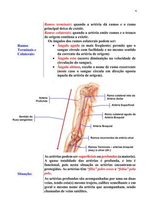 9
Ramos
Terminais e
Colaterais:
Ramos terminais: quando a artéria dá ramos e o ramo
principal deixa de existir.
Ramos colaterais: quando a artéria emite ramos e o tronco
de origem continua a existir.
Os ângulos dos ramos colaterais podem ser:
 Ângulo agudo (o mais freqüente; permite que o
sangue circule com facilidade e no mesmo sentido
da corrente da artéria de origem)
 Ângulo reto (ocorre diminuição na velocidade de
circulação do sangue).
 Ângulo obtuso, recebe o nome de ramo recorrente
(neste caso o sangue circula em direção oposta
àquela da artéria de origem).
Situação:
As artérias podem ser superficiais ou profundas (a maioria).
A quase totalidade das artérias é profunda, e isto é
funcional, pois nesta situação as artérias encontram-se
protegidas. As artérias têm “filia” pelos ossos e “fobia” pela
pele.
As artérias profundas são acompanhadas por uma ou duas
veias, tendo esta(s) mesmo trajeto, calibre semelhante e em
geral o mesmo nome da artéria que acompanham, sendo
chamadas de veias satélites.
Ramos Terminais – artérias braquial
(esq.) e ulnar (dir.)
Artéria Braquial
Ramo colateral agudo da
Artéria Braquial
Ramos recorrentes da artéria ulnar
Ramo colateral reto da
Artéria Axilar
Sentido do
fluxo sangüíneo
Artéria Superficial
Artéria
Profunda
 