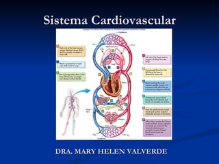 Sistema Cardiovascular DRA. MARY HELEN VALVERDE 