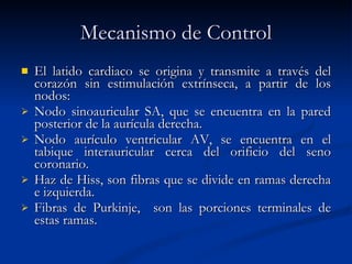 Mecanismo de Control El latido cardiaco se origina y transmite a través del corazón sin estimulación extrínseca, a partir de los nodos: Nodo sinoauricular SA, que se encuentra en la pared posterior de la aurícula derecha.  Nodo aurículo ventricular AV, se encuentra en el tabique interauricular cerca del orificio del seno coronario. Haz de Hiss, son fibras que se divide en ramas derecha e izquierda.  Fibras de Purkinje,  son las porciones terminales de estas ramas. 