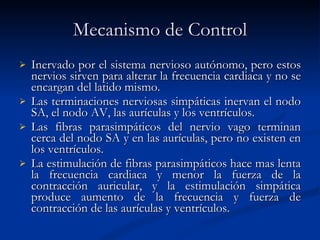 Mecanismo de Control Inervado por el sistema nervioso autónomo, pero estos nervios sirven para alterar la frecuencia cardiaca y no se encargan del latido mismo.  Las terminaciones nerviosas simpáticas inervan el nodo SA, el nodo AV, las aurículas y los ventrículos.  Las fibras parasimpáticos del nervio vago terminan cerca del nodo SA y en las aurículas, pero no existen en los ventrículos.  La estimulación de fibras parasimpáticos hace mas lenta la frecuencia cardiaca y menor la fuerza de la contracción auricular, y la estimulación simpática produce aumento de la frecuencia y fuerza de contracción de las aurículas y ventrículos. 