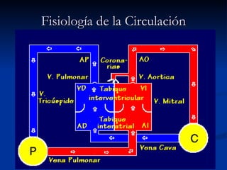 Fisiología de la Circulación 