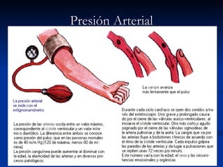 Presión Arterial 