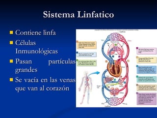 Sistema Linfatico Contiene linfa Células Inmunológicas Pasan partículas grandes Se vacía en las venas que van al corazón 