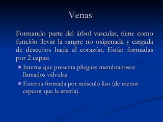 Venas   Formando parte del árbol vascular, tiene como función llevar la sangre no oxigenada y cargada de desechos hacia el corazón. Están formadas por 2 capas: Interna que presenta pliegues membranosos llamados válvulas Externa formada por músculo liso (de menor espesor que la arteria). 