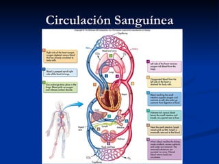 Circulación Sanguínea 