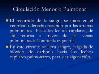 Circulación Menor o Pulmonar El recorrido de la sangre se inicia en el ventrículo derecho pasando por las arterias pulmonares  hacia los lechos capilares, de ahí retorna a través de las venas pulmonares a la aurícula izquierda. En este circuito se lleva sangre, cargada de bióxido de carbono hacia los lechos capilares pulmonares, para su oxigenación. 