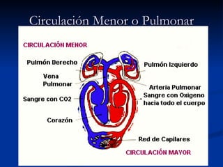 Circulación Menor o Pulmonar 