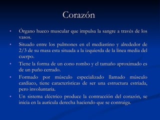 Corazón   Órgano hueco muscular que impulsa la sangre a través de los vasos.  Situado entre los pulmones en el mediastino y alrededor de 2/3 de su masa esta situada a la izquierda de la línea media del cuerpo.  Tiene la forma de un cono rombo y el tamaño aproximado es de un puño cerrado.  Formado por músculo especializado llamado músculo cardiaco, tiene características de ser una estructura estriada, pero involuntaria.  Un sistema eléctrico produce la contracción del corazón, se inicia en la aurícula derecha haciendo que se contraiga. 