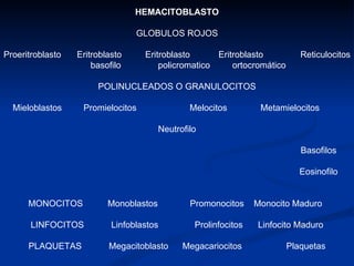 HEMACITOBLASTO GLOBULOS ROJOS Proeritroblasto  Eritroblasto Eritroblasto  Eritroblasto  Reticulocitos  basofilo  policromatico  ortocromático POLINUCLEADOS O GRANULOCITOS Mieloblastos Promielocitos Melocitos Metamielocitos   Neutrofilo Basofilos Eosinofilo MONOCITOS  Monoblastos  Promonocitos  Monocito Maduro LINFOCITOS   Linfoblastos   Prolinfocitos   Linfocito Maduro PLAQUETAS   Megacitoblasto   Megacariocitos   Plaquetas 