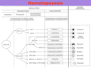 Hematopoyesis 