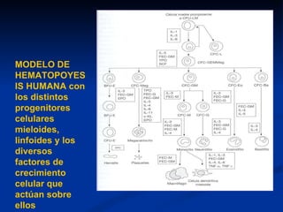 MODELO DE HEMATOPOYESIS HUMANA con los distintos progenitores celulares mieloides, linfoides y los diversos factores de crecimiento celular que actúan sobre ellos 