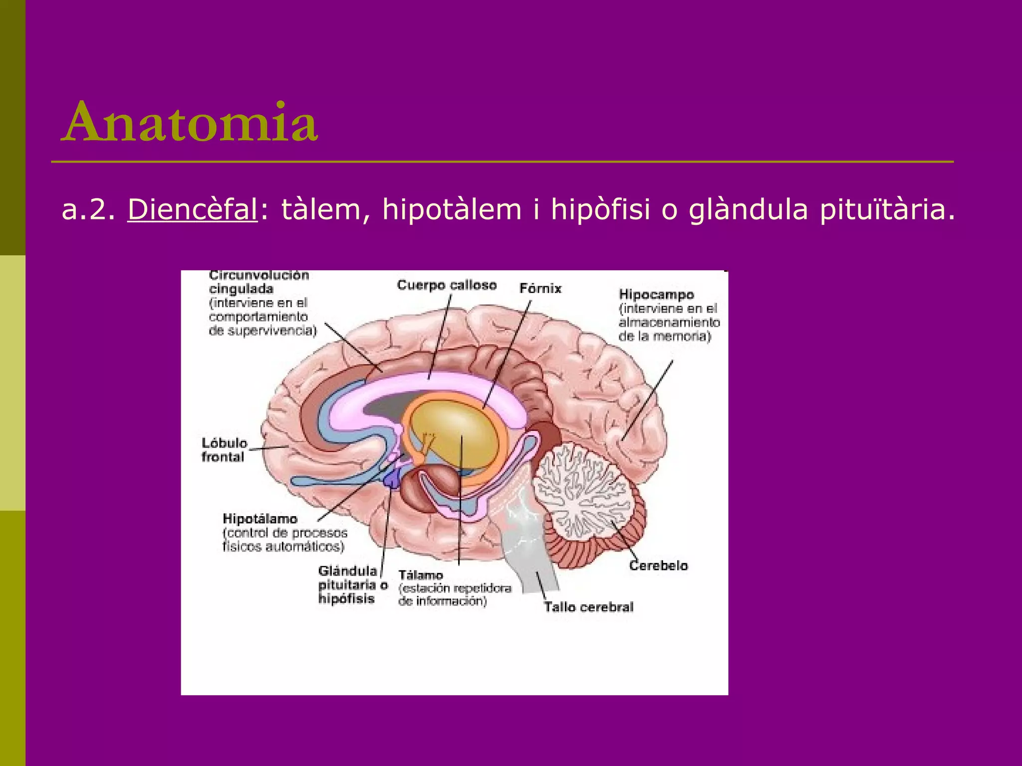 Anatomia
a.2. Diencèfal: tàlem, hipotàlem i hipòfisi o glàndula pituïtària.
 