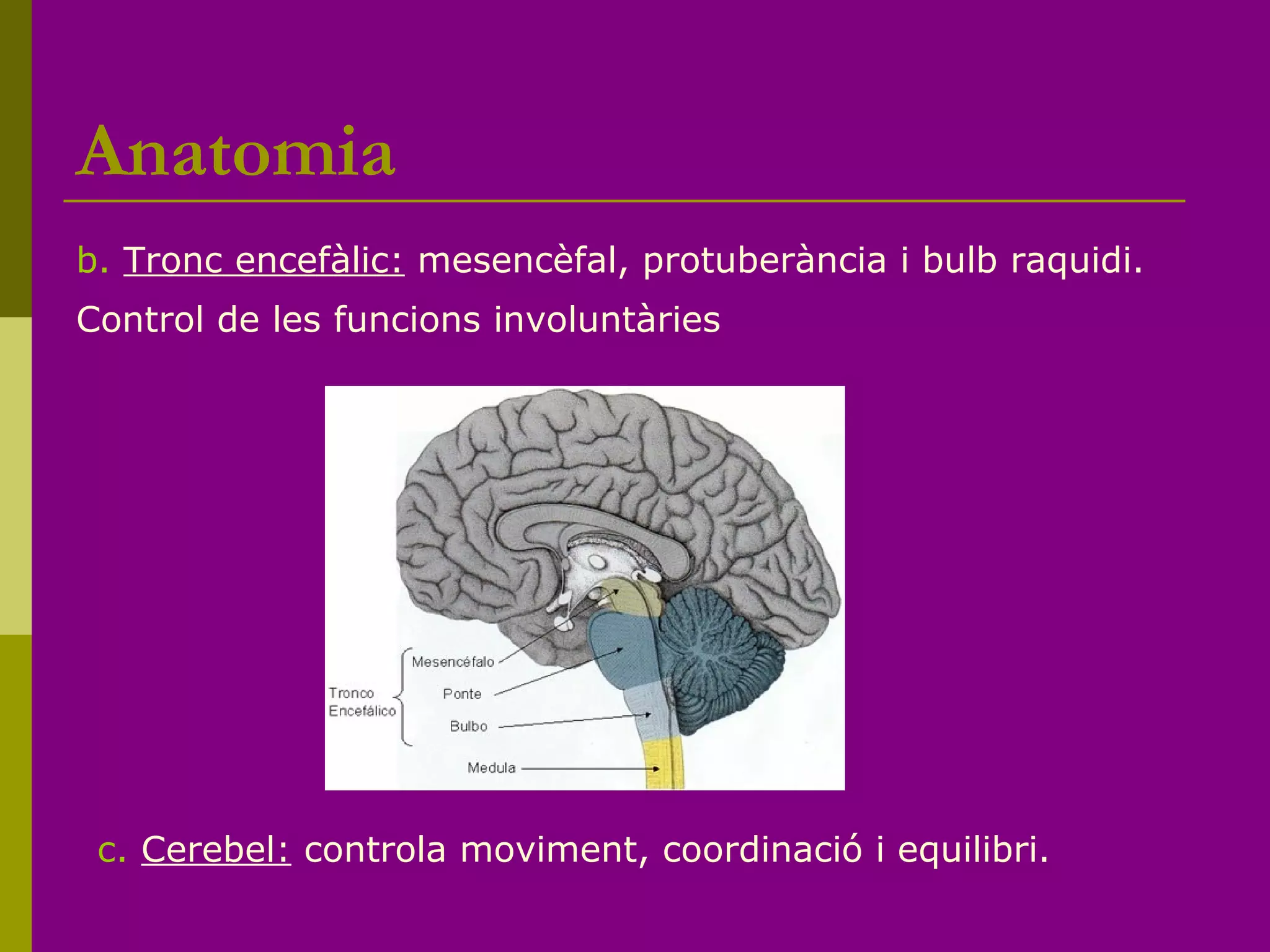Anatomia
b. Tronc encefàlic: mesencèfal, protuberància i bulb raquidi.
Control de les funcions involuntàries
c. Cerebel: controla moviment, coordinació i equilibri.
 